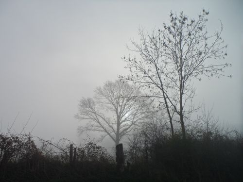 field trees fog