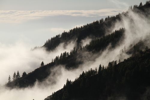 fog forest mist