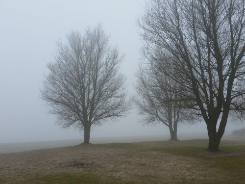 fog trees morning