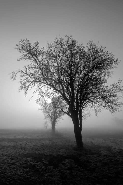 fog trees field