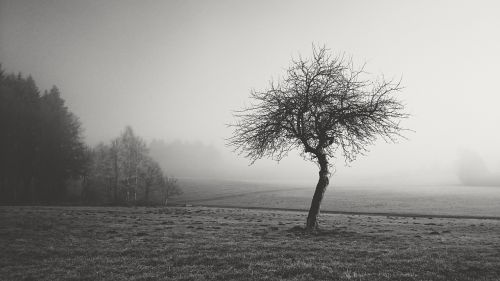 fog nature black and white