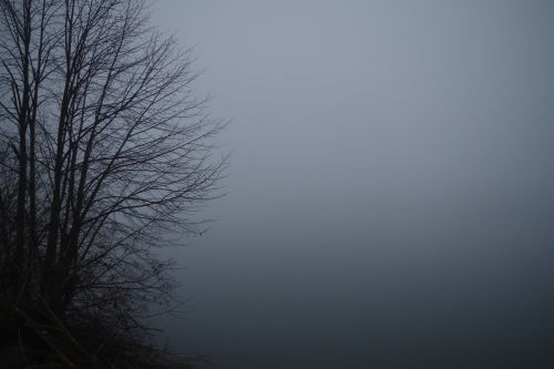 fog bush atmosphere