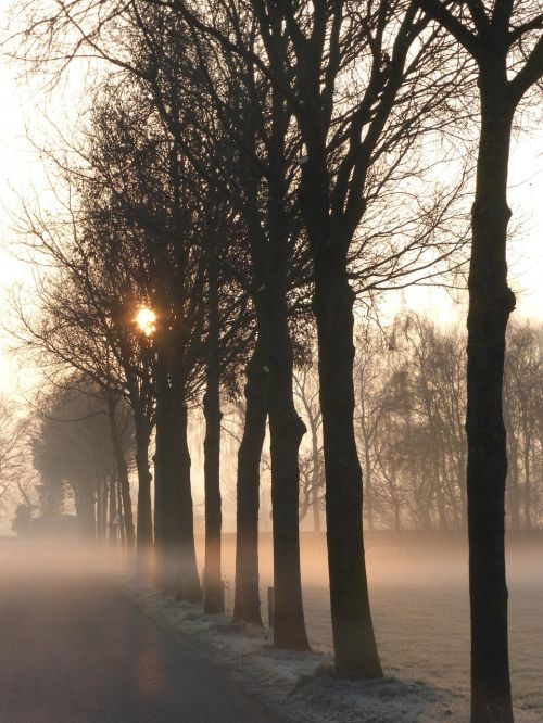 fog trees morning