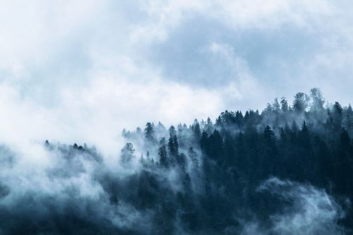 fog forest mountain world