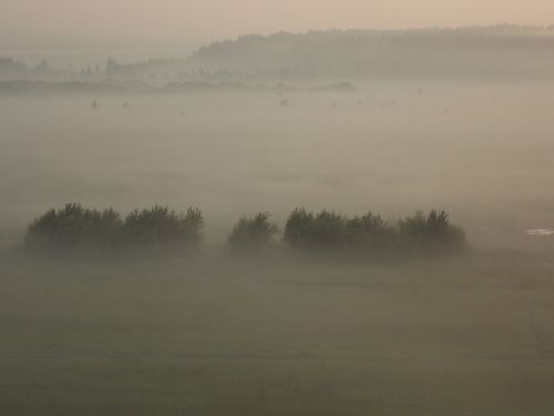 fog forest trees