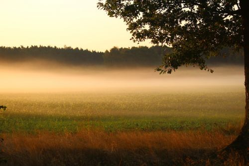 fog sunrise field