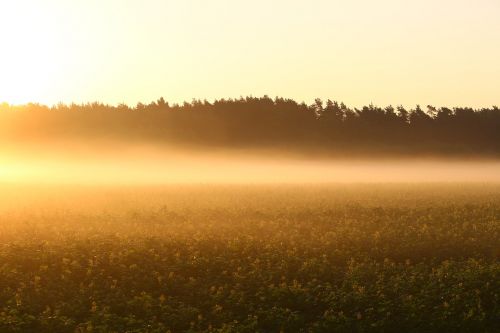 fog sunrise field