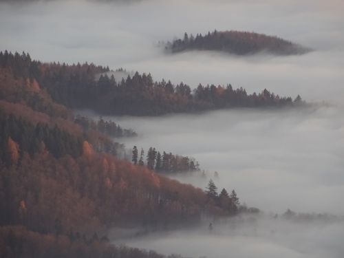 fog forest autumn