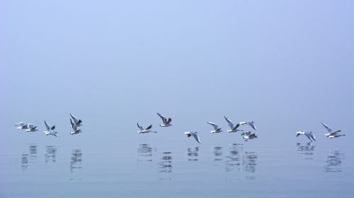 fog seagull mirroring