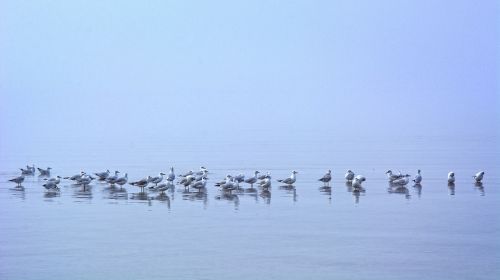 fog seagull mirroring