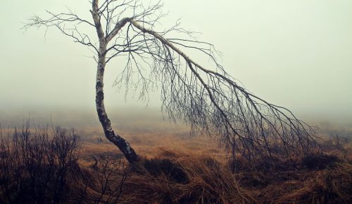 fog moor moorland