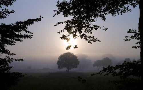 fog morning mist ground fog