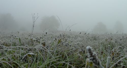 fog meadow morning