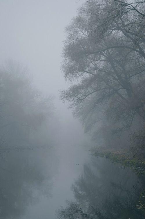 fog river trees