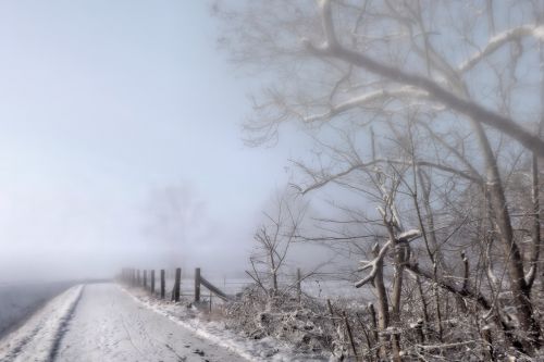 fog winter impressions wintry