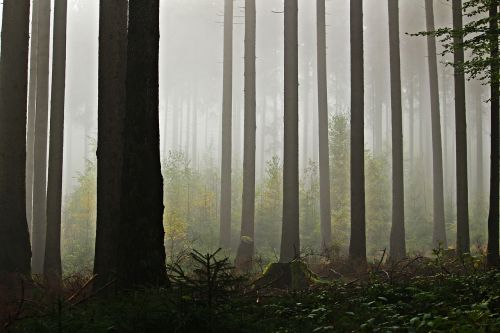 fog forest trees