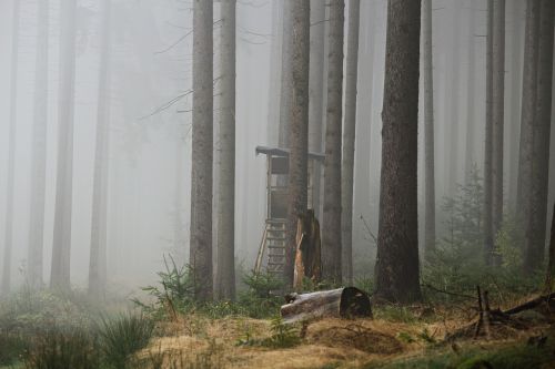 fog forest perch