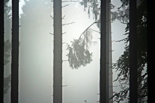 fog trees forest