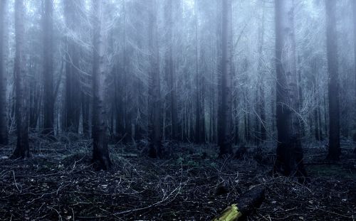 fog forest trees