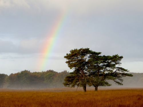 rainbow landscape tree