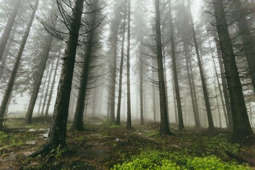 fog forest nature