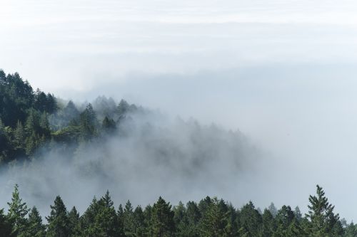 fog foggy forest