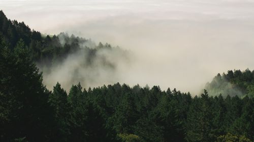 fog forest nature