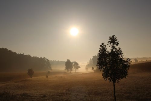 fog foliage grass