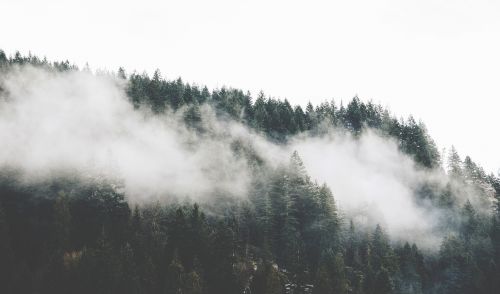 fog forest mountain