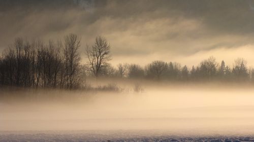 fog trees winter
