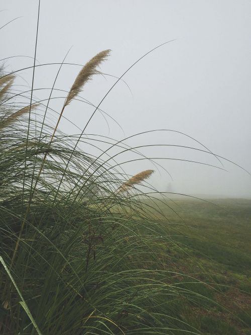 fog grass weeds