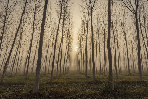 fog tree landscape