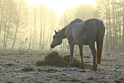 fog horse mold