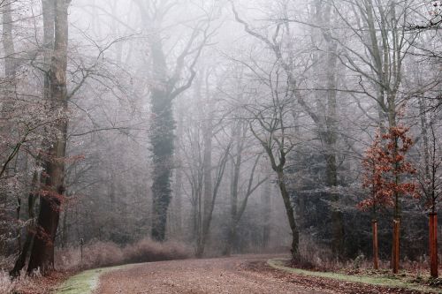 fog park nature