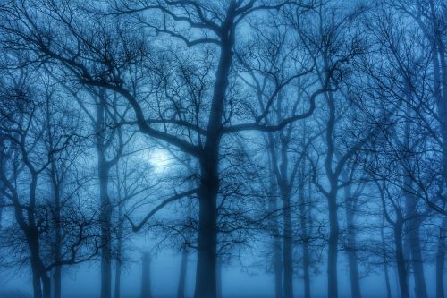 fog trees march