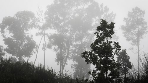 fog mato forest