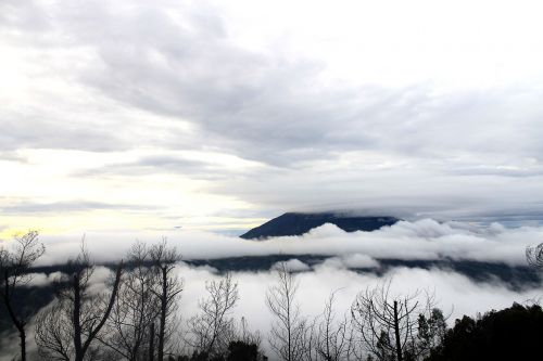 fog nature forest