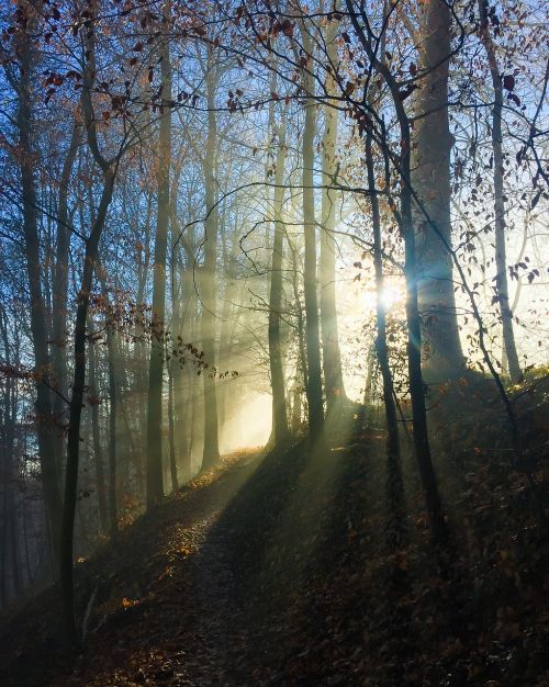 fog forest winter