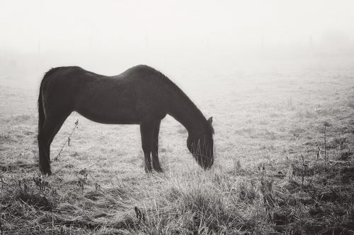 fog horse life