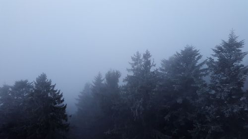 fog canopy treetop