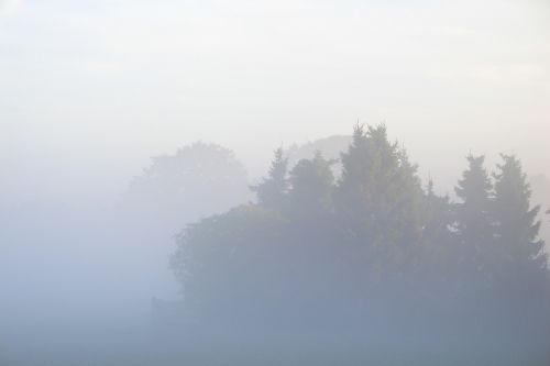 fog trees nature