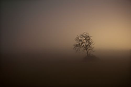 fog tree night