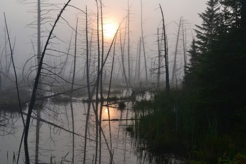 fog nature landscape