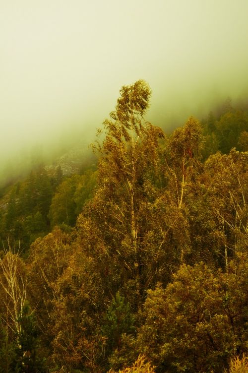 fog forest nature