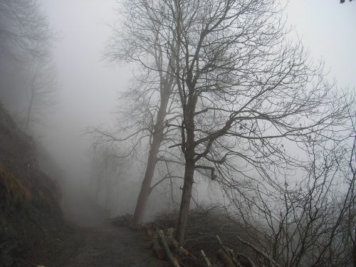 fog trees forest