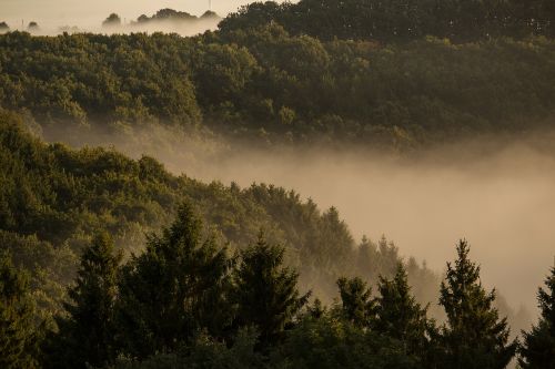 fog forest mountains