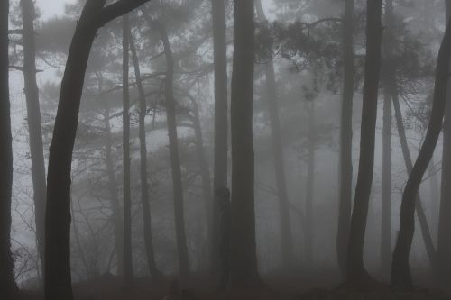 fog lushan woods