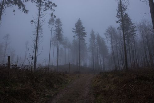 fog forest winter