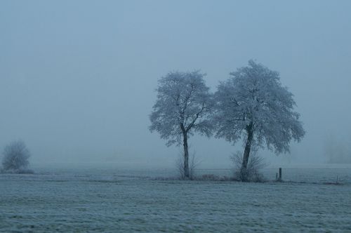 fog trees still