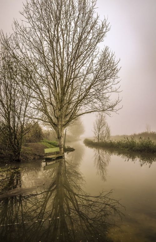 fog tree nature